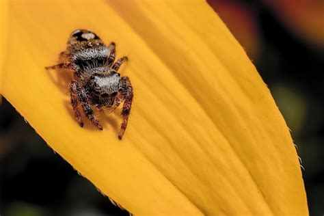 Jumping spider | Salish Magazine