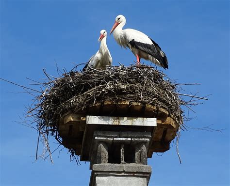 Free Images Bird Fauna Vertebrate Nest White Stork Stork Couple