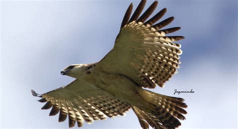 Nisaetus Floris Philippines Birds BioDiversity4All