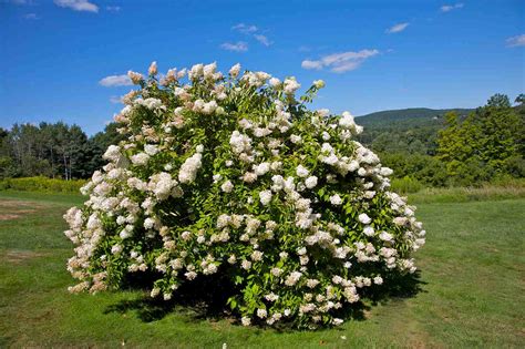 11 Best Trees and Shrubs With White Flowers