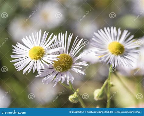 Close Up Of A White Color Erigeron Annuus Annual Fleabane Daisy