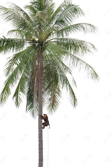 Monkey Climbing Coconut Tree in Thailand Stock Photo - Image of action ...