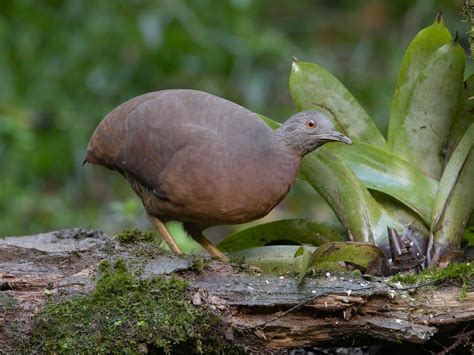 brown tinamou crypturellus obsoletus birds   world
