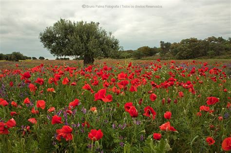 Campo De Papoilas Alentejo Profundo