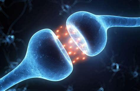 Dopamine Receptors In The Brain