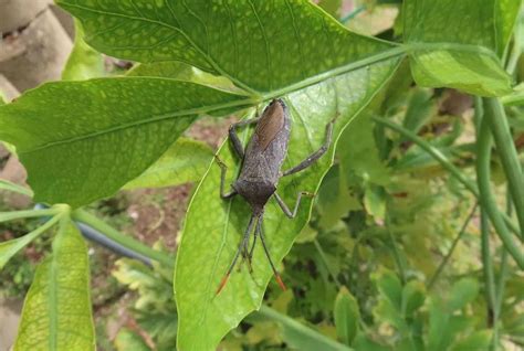 Hemiptera > Identify, Control & Disease Prevention Tips