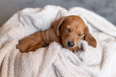 Cocker Spaniel Puppy Caught Enjoying Dream Melts Hearts: 'Happy Tail ...