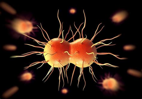 Untreatable ‘super Gonorrhea’ On The Rise Spread By Oral Sex World Health Organization New