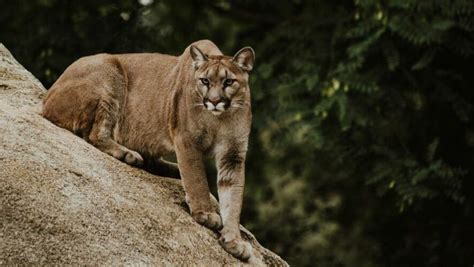 Puma en el volcán de Agua video captó su presencia en el área