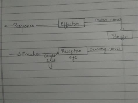 A Define Reflex Arc Draw A Flow Chart Showing The Sequence Of Event