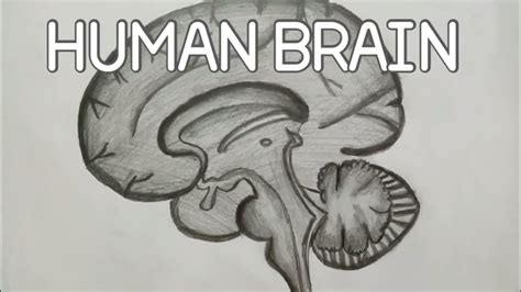 How To Draw Human Brain Easily For All School Medicossagittal