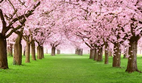 Blossom Tree How to Grow and Care Tips in 2023