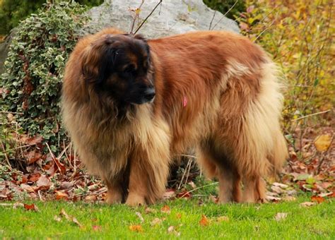 5 Hottest Facts About Giant Leonberger Dog The New Lion”