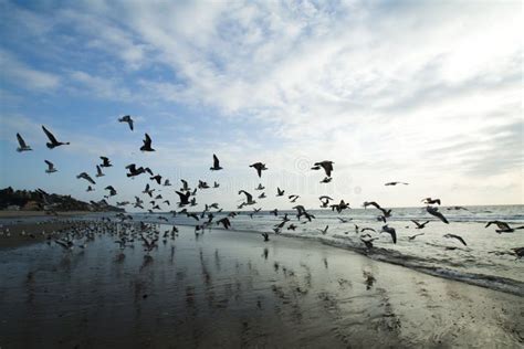 Gabbiani Di Volo Immagine Stock Immagine Di Spiaggia