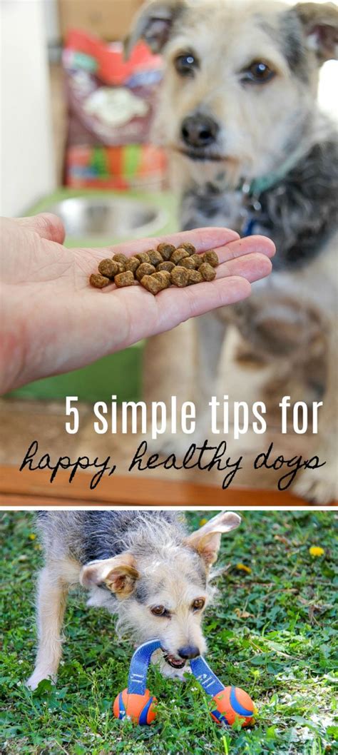 5 Simple Ways To Keep Your Dog Healthy And Happy Healthy Dogs Dog