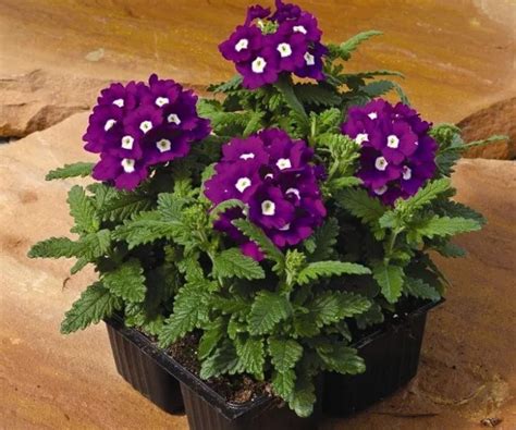 Вербена | Verbena, Violet eyes, Bloom