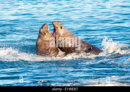 Male Southern Elephant seal with bloody nose caused by fighting with ...