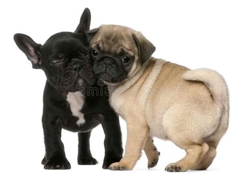 French Pug Puppies | PETSIDI