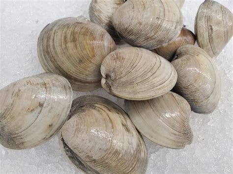 Live Hard Shell Little Neck Clams Graffam Bros Seafood