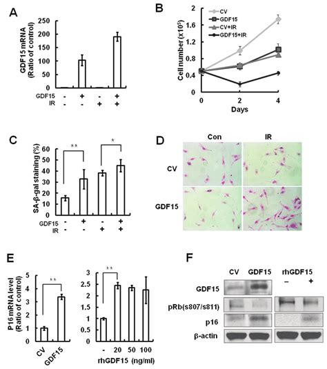 The Effects Of GDF15 Overexpression On Cellular Senescence In HAEcs A