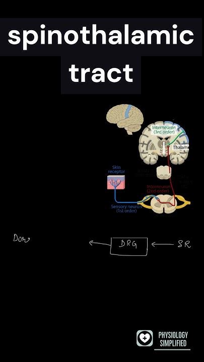 Spinothalamic Tract Anterolateral Pathway Ascending Tract Youtube