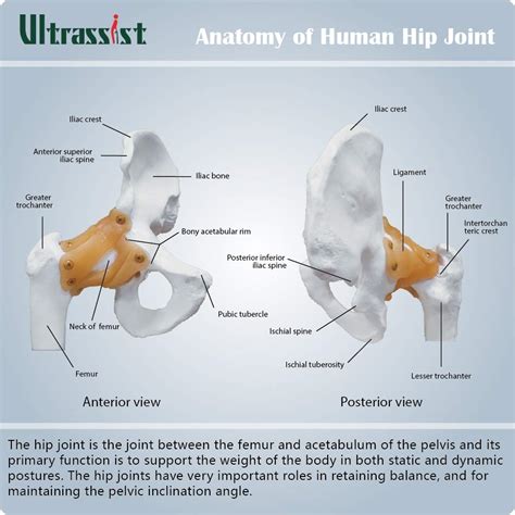 Ultrassist Human Hip Joint Model With Ligaments Flexible 1 1