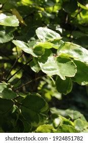 Variegata Leaves Polyscias Balfouriana Balfouriana Aralia Stock Photo