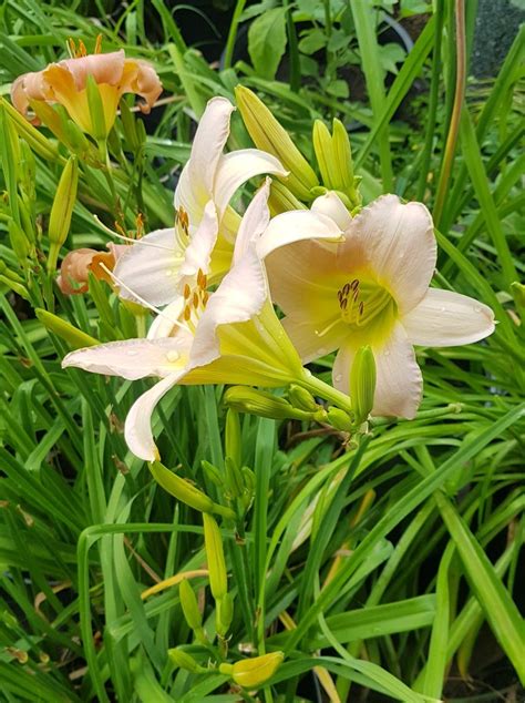 Daylily – Assorted – 2 gallon – Urban Seedling