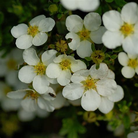 Potentilla Fruticosa McKays White Find Haveplanter