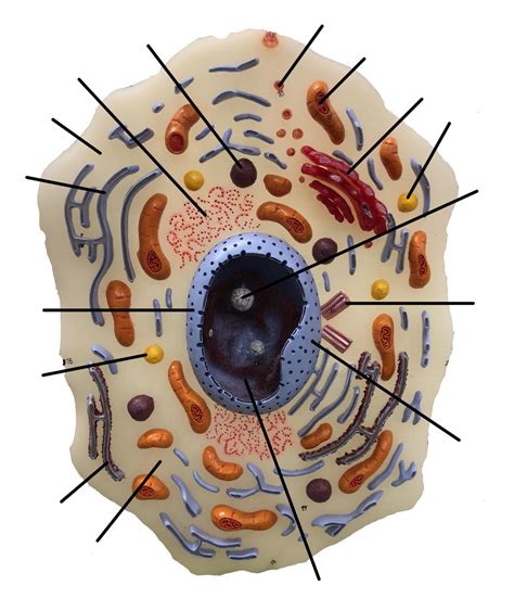 Ch 4: Cell Model (Lab Model) Diagram | Quizlet