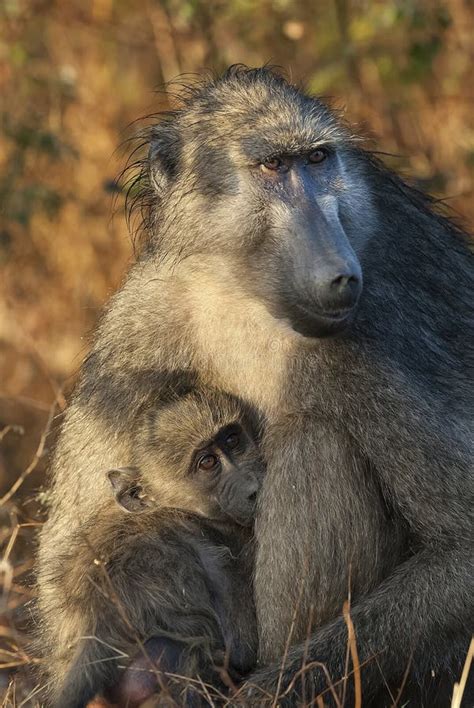 Baboon , Africa stock image. Image of breastfeeding - 154083541