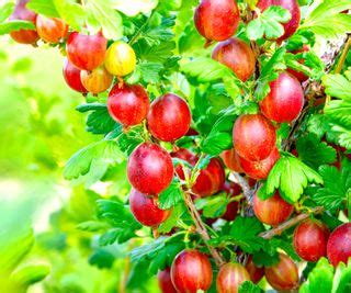 6 gooseberry growing mistakes with expert tips for success | Homes & Gardens