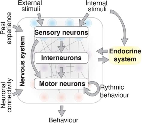 Sensory Motor And Interneurons