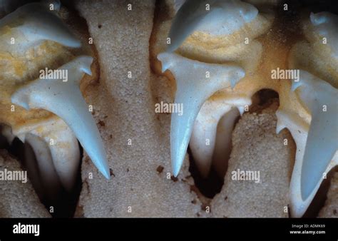 porbeagle, mackerel shark (Lamna nasus), detail of teeth Stock Photo ...