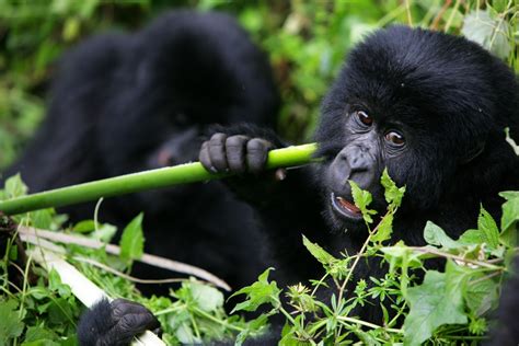 Mountain Gorilla Lesbian Sex Recorded For The First Time IBTimes UK