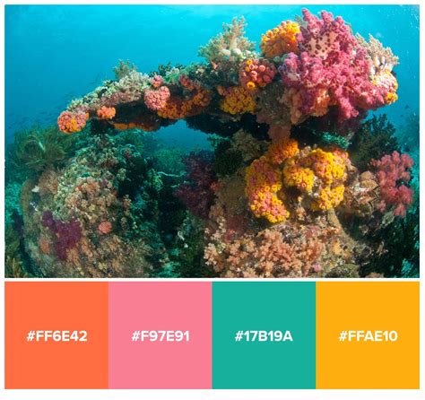 Free Sea Coral Reef Color Palettes