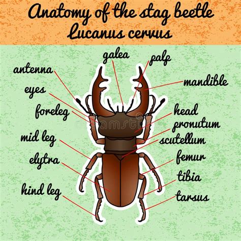 Insect Anatomy. Sticker Geotrupidae Dor-beetle . Sketch Of Dor-beetle ...