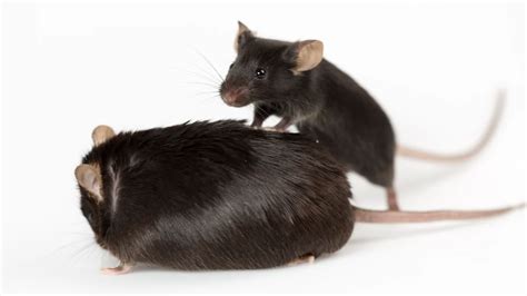 Obesity Shown To Affect Brain Aging In Mice Lifespan Io