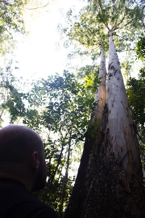 Banco De Imagens árvore Natureza Floresta Ramo Plantar Luz Solar