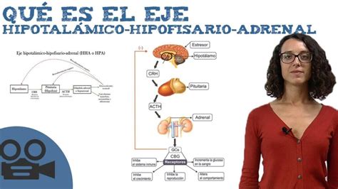 ֍ Hormona Corticotropina O Adrenocorticotropa Acth ⚕️ Clínica Estemedic