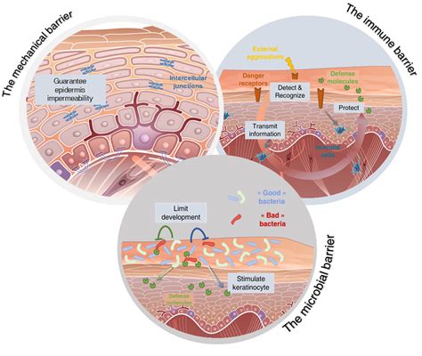 Immunity Essential Ally Of Skin Beauty Silab