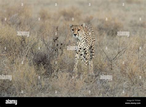 Cheetah Walking In Long Grasses Acinonyx Jubatus Ndutu Tanzania