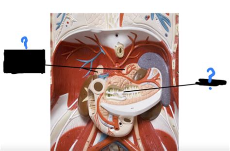 Endocrine System Anatomical Models Flashcards Quizlet