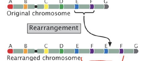 Chapter 6: Chromosome Variation (NOT FINISHED) Flashcards | Quizlet