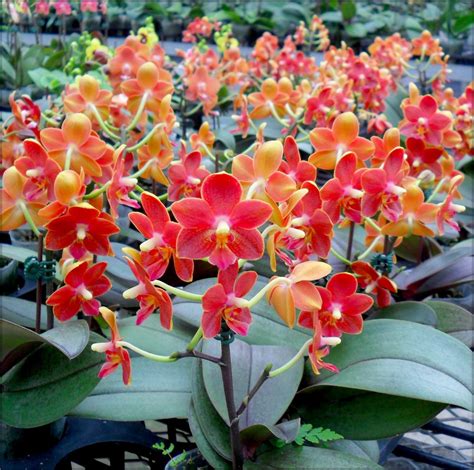 how to grow orchids indoors 8