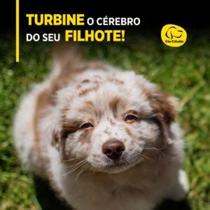 10 de agosto Dia do Protetor de Animais Cão Cidadão