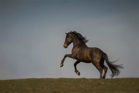 Why Your Horse Is Rearing And What To Do About It