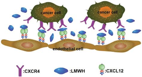 CXCR4 On Tumor Cells Surface Binds To Its Ligand CXCL12 Expressed In