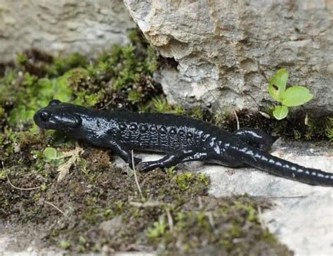 Types Of Salamanders Species Facts And Photos