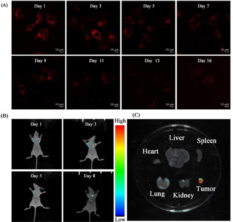 A Clsm Images Tpvtr Dots Stained Hepg Cells At Different Time B